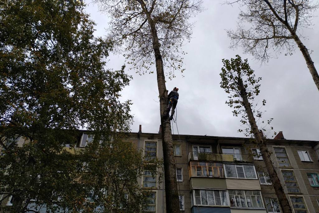 Спил дерева на территории многоквартирного дома. Деревья во дворе многоквартирного дома. Тополь во дворе. Тополя во дворе озеленени. Срубили дерево во дворе.